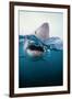 Great White Shark, South Africa-Stuart Westmorland-Framed Premium Photographic Print