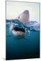 Great White Shark, South Africa-Stuart Westmorland-Mounted Premium Photographic Print