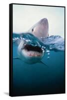 Great White Shark, South Africa-Stuart Westmorland-Framed Stretched Canvas