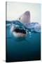Great White Shark, South Africa-Stuart Westmorland-Stretched Canvas