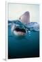 Great White Shark, South Africa-Stuart Westmorland-Framed Photographic Print