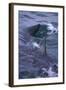 Great White Shark Surfacing-DLILLC-Framed Photographic Print