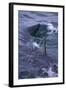 Great White Shark Surfacing-DLILLC-Framed Photographic Print