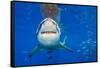 great white shark swimming close to the surface, mexico-alex mustard-Framed Stretched Canvas