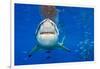 great white shark swimming close to the surface, mexico-alex mustard-Framed Photographic Print