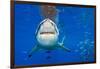 great white shark swimming close to the surface, mexico-alex mustard-Framed Photographic Print