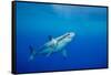 Great white shark swimming, Guadalupe Island, Mexico-David Fleetham-Framed Stretched Canvas