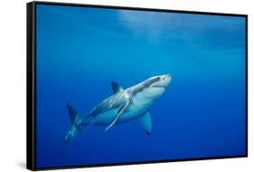 Great white shark swimming, Guadalupe Island, Mexico-David Fleetham-Framed Stretched Canvas