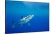 Great white shark swimming, Guadalupe Island, Mexico-David Fleetham-Stretched Canvas