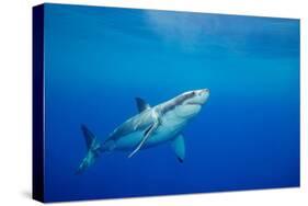 Great white shark swimming, Guadalupe Island, Mexico-David Fleetham-Stretched Canvas