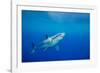 Great white shark swimming, Guadalupe Island, Mexico-David Fleetham-Framed Photographic Print