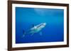 Great white shark swimming, Guadalupe Island, Mexico-David Fleetham-Framed Photographic Print