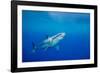 Great white shark swimming, Guadalupe Island, Mexico-David Fleetham-Framed Photographic Print