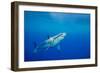 Great white shark swimming, Guadalupe Island, Mexico-David Fleetham-Framed Photographic Print