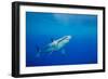 Great white shark swimming, Guadalupe Island, Mexico-David Fleetham-Framed Photographic Print