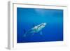 Great white shark swimming, Guadalupe Island, Mexico-David Fleetham-Framed Photographic Print