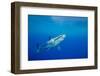 Great white shark swimming, Guadalupe Island, Mexico-David Fleetham-Framed Photographic Print