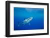 Great white shark swimming, Guadalupe Island, Mexico-David Fleetham-Framed Photographic Print