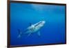 Great white shark swimming, Guadalupe Island, Mexico-David Fleetham-Framed Photographic Print