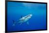 Great white shark swimming, Guadalupe Island, Mexico-David Fleetham-Framed Photographic Print