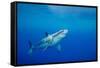 Great white shark swimming, Guadalupe Island, Mexico-David Fleetham-Framed Stretched Canvas