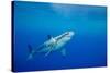 Great white shark swimming, Guadalupe Island, Mexico-David Fleetham-Stretched Canvas