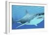 Great White Shark Swimming Underwater-null-Framed Art Print