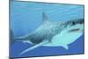 Great White Shark Swimming Underwater-null-Mounted Art Print