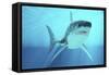 Great White Shark Swimming Underwater-null-Framed Stretched Canvas