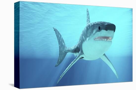 Great White Shark Swimming Underwater-null-Stretched Canvas