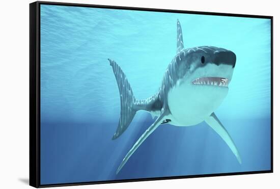 Great White Shark Swimming Underwater-null-Framed Stretched Canvas