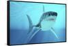 Great White Shark Swimming Underwater-null-Framed Stretched Canvas