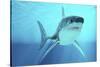 Great White Shark Swimming Underwater-null-Stretched Canvas