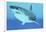 Great White Shark Swimming Underwater-null-Framed Art Print