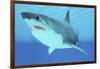 Great White Shark Swimming Underwater-null-Framed Art Print