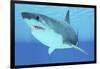 Great White Shark Swimming Underwater-null-Framed Art Print