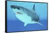 Great White Shark Swimming Underwater-null-Framed Stretched Canvas