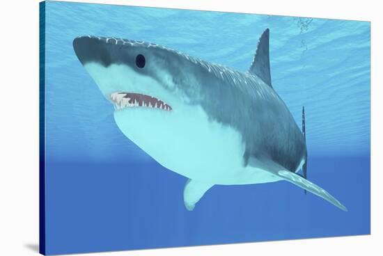 Great White Shark Swimming Underwater-null-Stretched Canvas