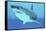 Great White Shark Swimming Underwater-null-Framed Stretched Canvas