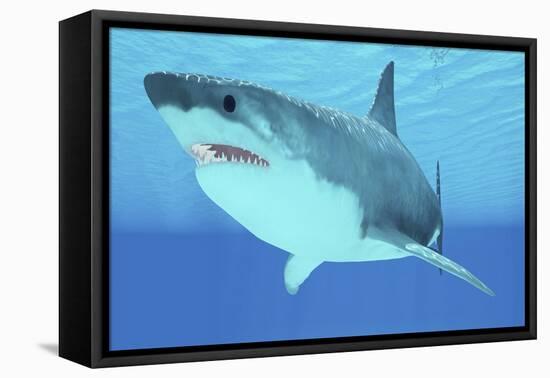 Great White Shark Swimming Underwater-null-Framed Stretched Canvas