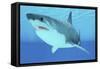 Great White Shark Swimming Underwater-null-Framed Stretched Canvas