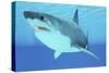 Great White Shark Swimming Underwater-null-Stretched Canvas