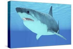 Great White Shark Swimming Underwater-null-Stretched Canvas