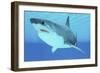 Great White Shark Swimming Underwater-null-Framed Premium Giclee Print