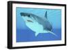 Great White Shark Swimming Underwater-null-Framed Premium Giclee Print