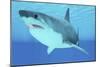 Great White Shark Swimming Underwater-null-Mounted Premium Giclee Print
