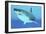 Great White Shark Swimming Underwater-null-Framed Art Print