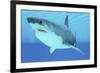 Great White Shark Swimming Underwater-null-Framed Art Print