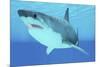 Great White Shark Swimming Underwater-null-Mounted Art Print