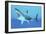 Great White Shark Swimming Underwater-null-Framed Premium Giclee Print